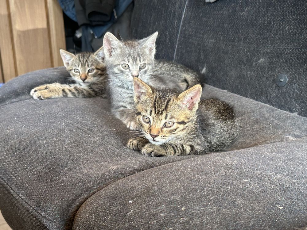 Котики в добрі руки оплачу стерилізацію