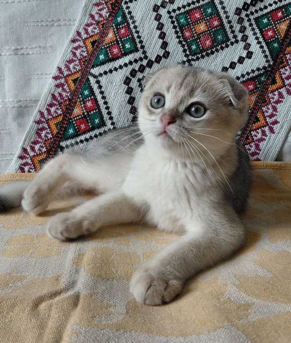 Шотландский вислоухий котик в окрасе голубое золото ау11