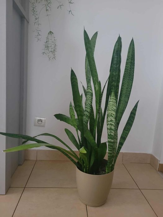 Kwiat domowy duży okaz