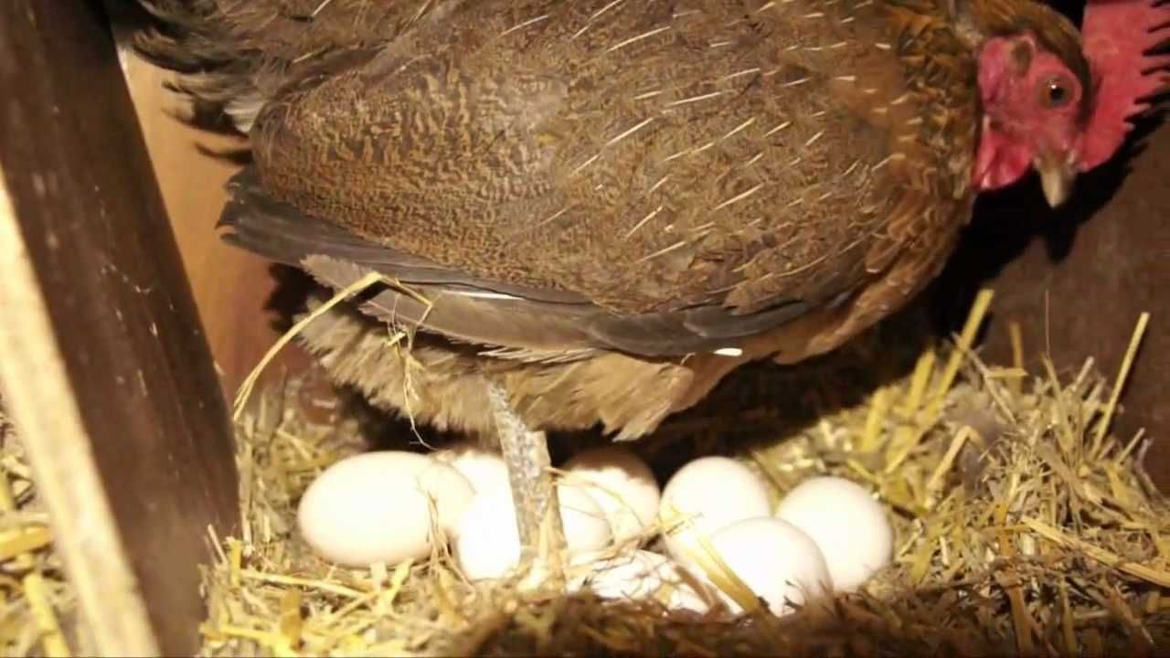 Jajo podkładowe dla drobiu kur niosek jajka 10szt