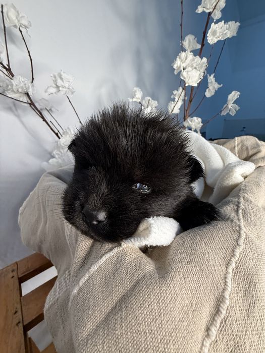 Chow Chow Preto Femea