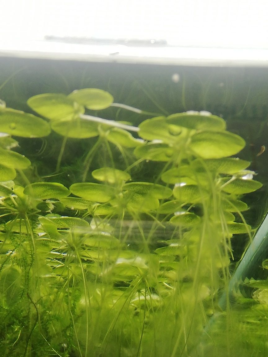 Roślina pływająca Limnobium spongia