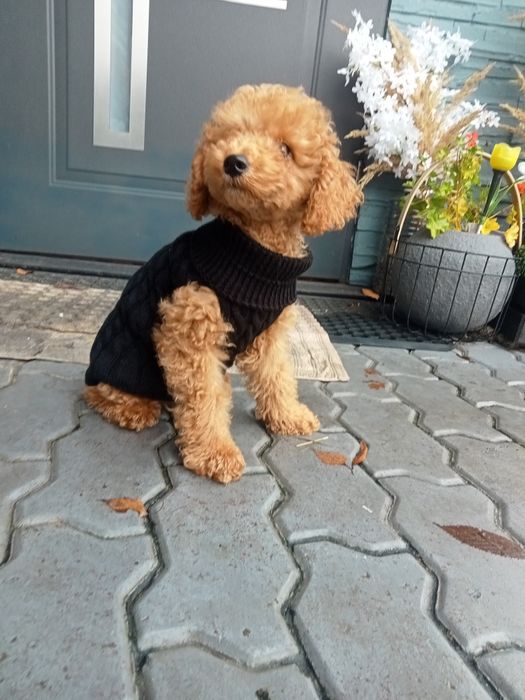 Pudel miniaturka chłopiec