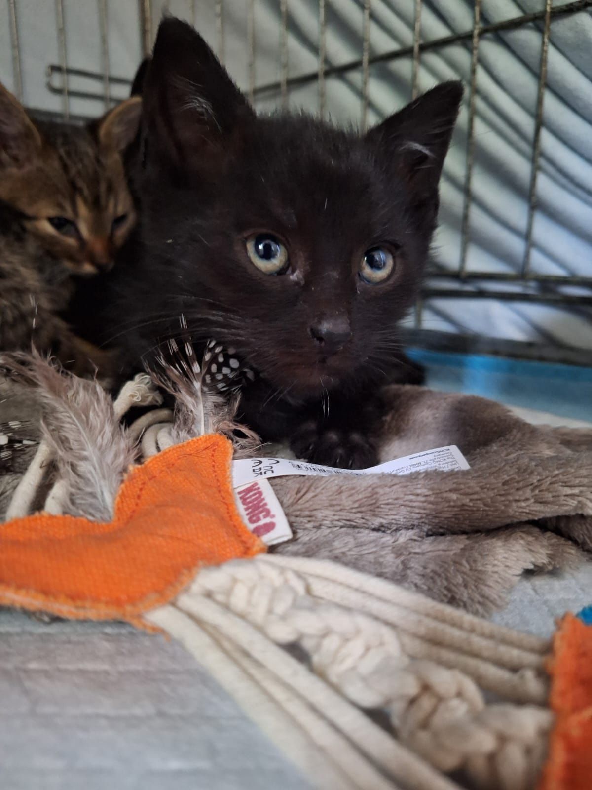 WĘGIELEK i KOKSIK - młode kocurki do adopcji