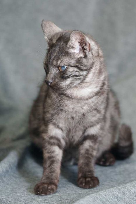 kociak  szuka domu -schronisko Zgierz -aktualne