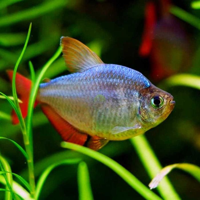 Bystrzyk Kolumbijski