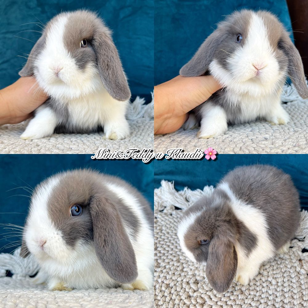 Mini lop! Rasowe króliczki z hodowli