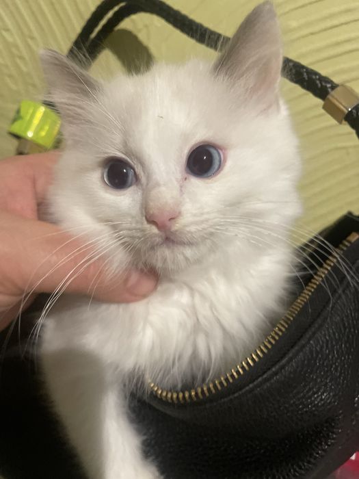 Przecudny  kocurek Ragdoll kotka gotowa do odbioru