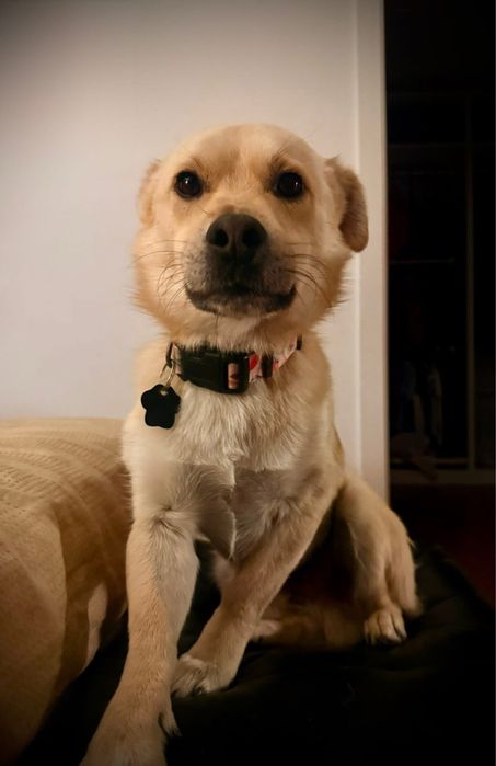 Z cieplego domu do zimnego kojca. Pilna adopcja!!!