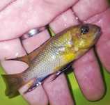Tropheus otther point mc