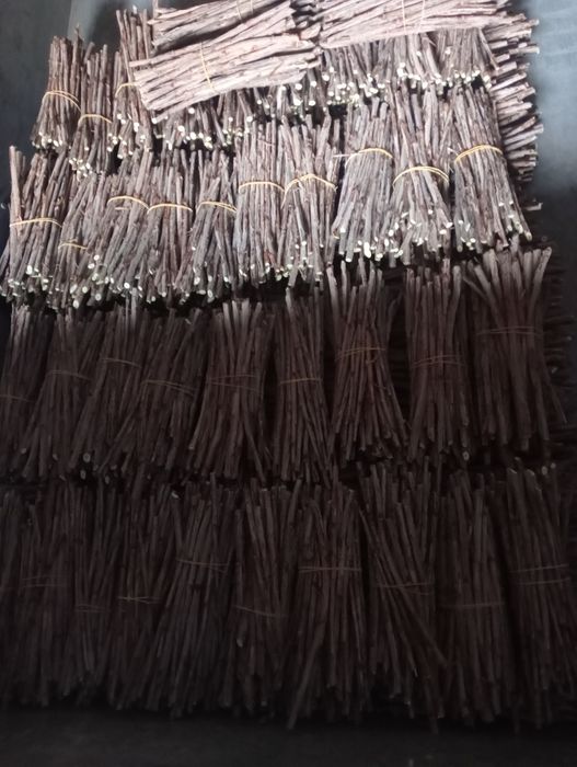 Sztobry porzeczki czerwonej rolan