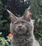 Kocurek Niebieski dym Maine Coon. Zapraszamy