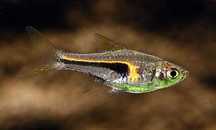 Razbora Hengela Trigonostigma hengeli