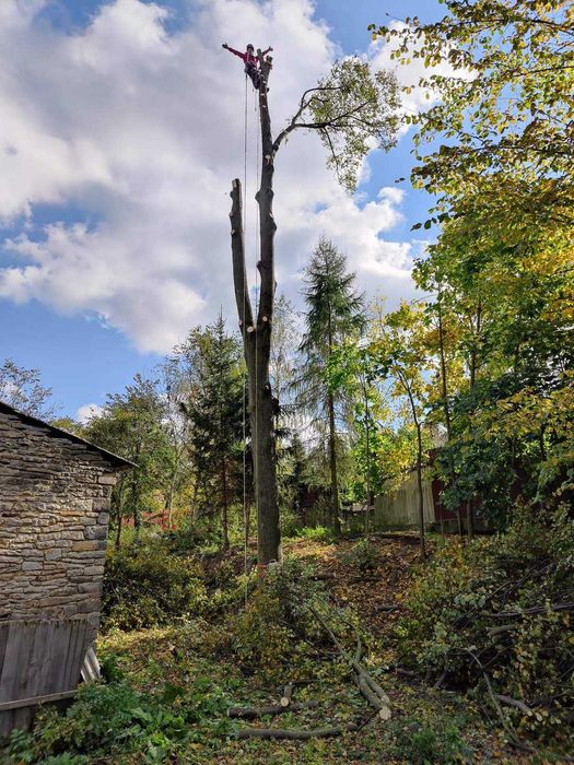 Wycinka drzew,skracanie i formowanie koron,ścinka drzew trudnych,rębak