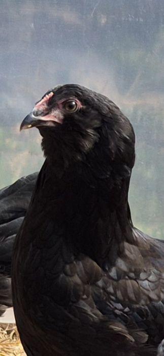 Koguty araucana, rosa, legbar, leghorn