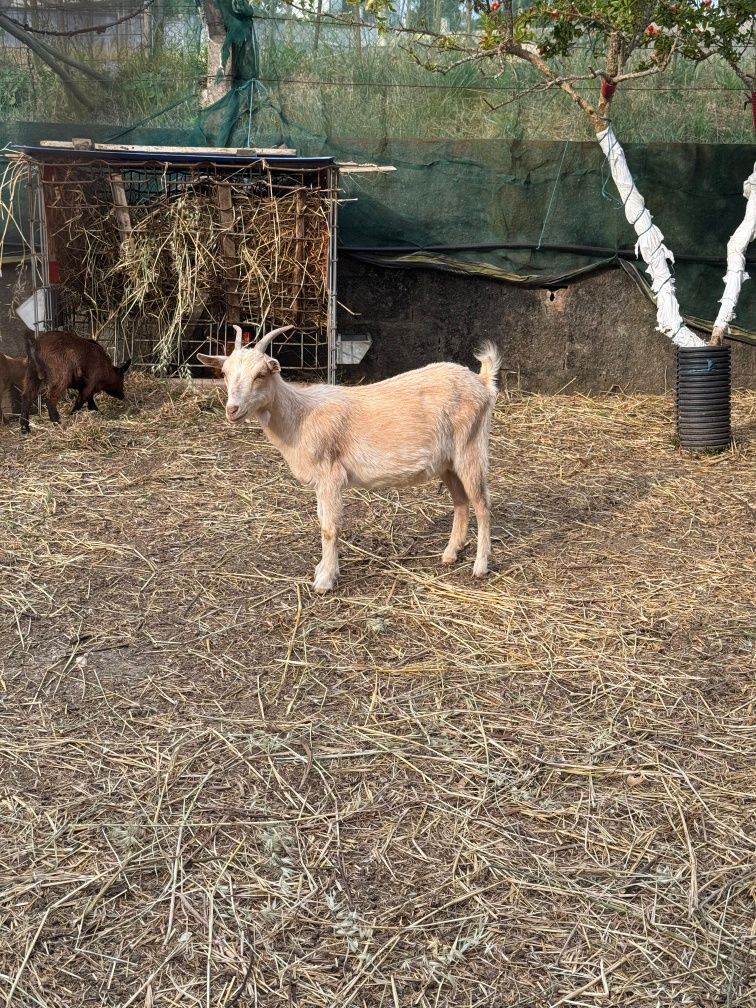 Cabra fêmea arraçada de cabrito anão