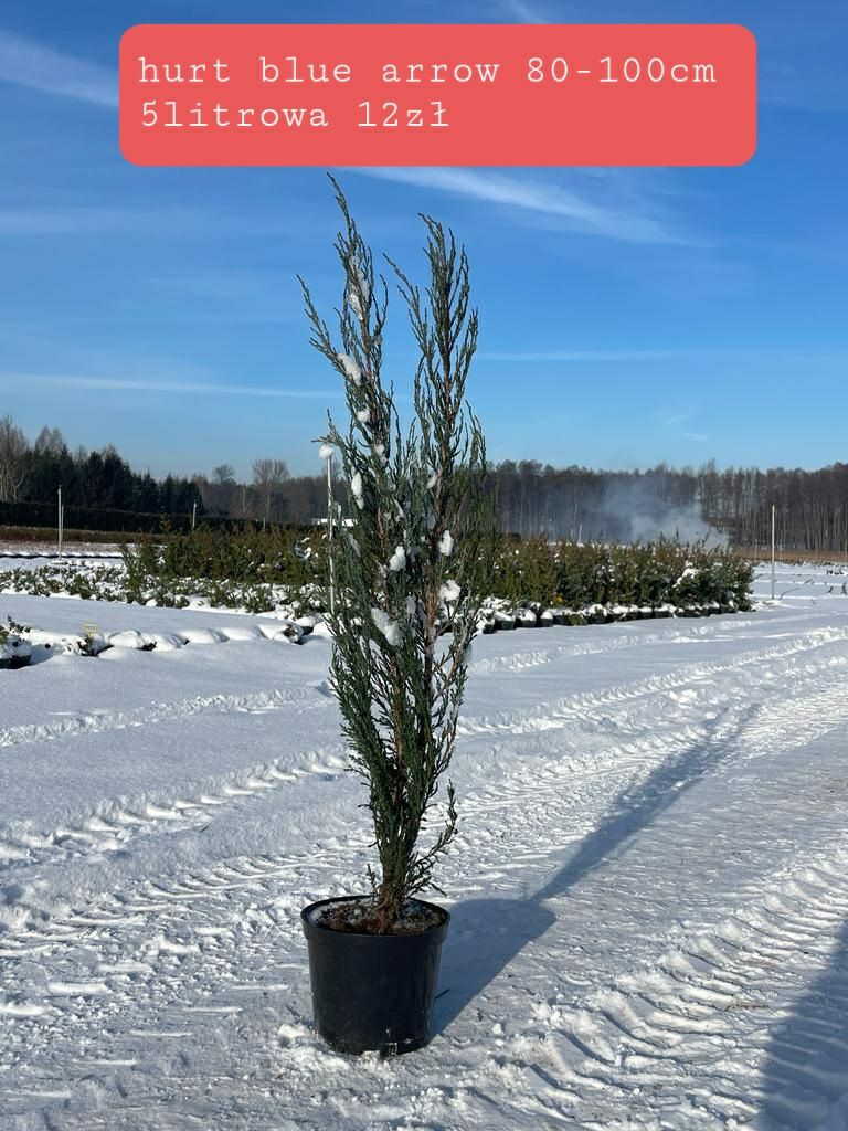 Blue star 2l. Trawa laurowiśnia azalia wierzba pleciona berberys