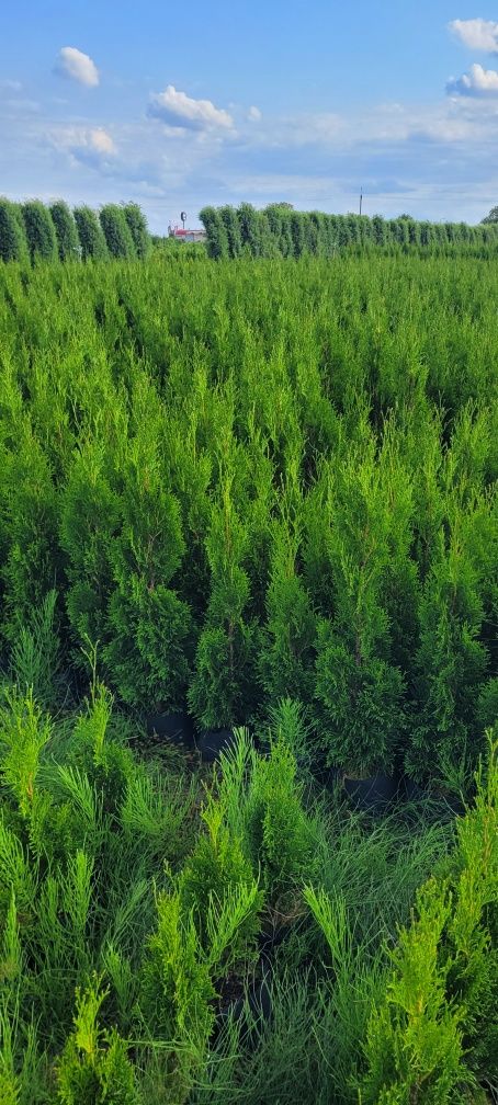 Tuja Smaragd 120 cm tuje 100 brabant zywotnik laurowismia Białystok