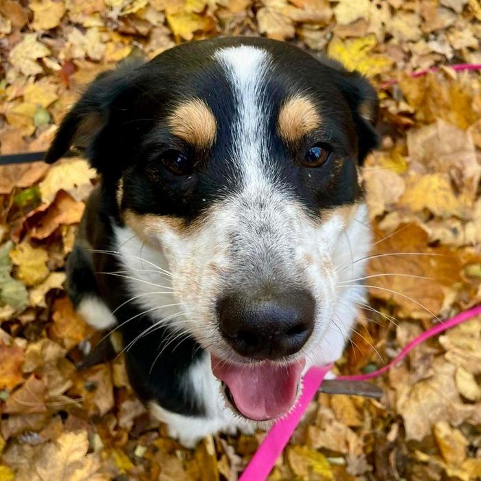 Pies Aro w typie owczarka australijskiego do adopcji!