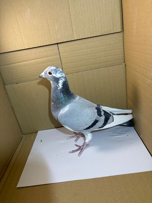 Golebie Samiczka z rozpłodu