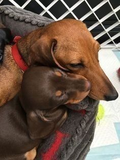 Шоколадна такса – радість у ваш дім!