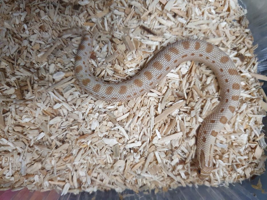 Heterodony zachodnie toffee conda 50% het albino