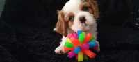 Cavalier King Charles Spaniel Ostatni Piesek