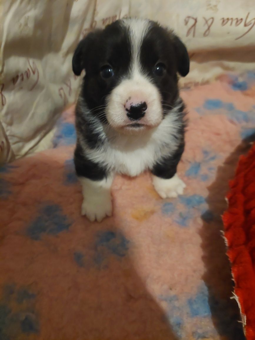Welsh Corgi Cardigan FCI