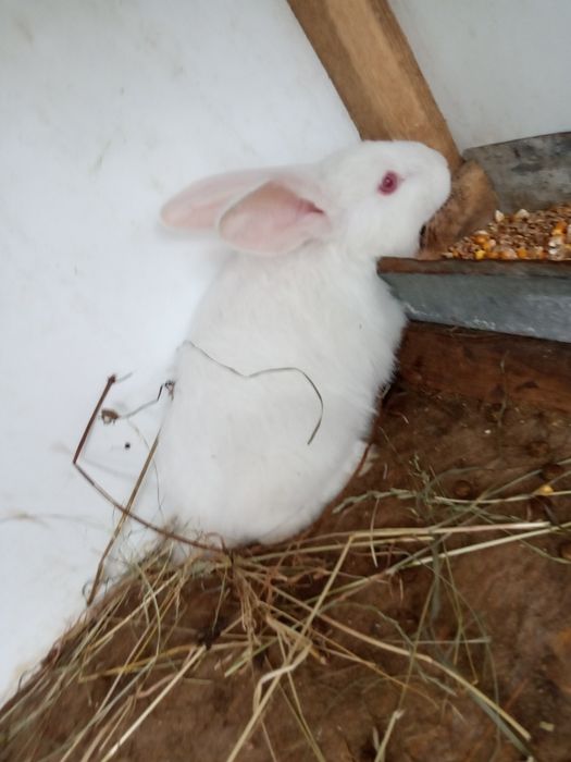 Кролик не породесті простяки