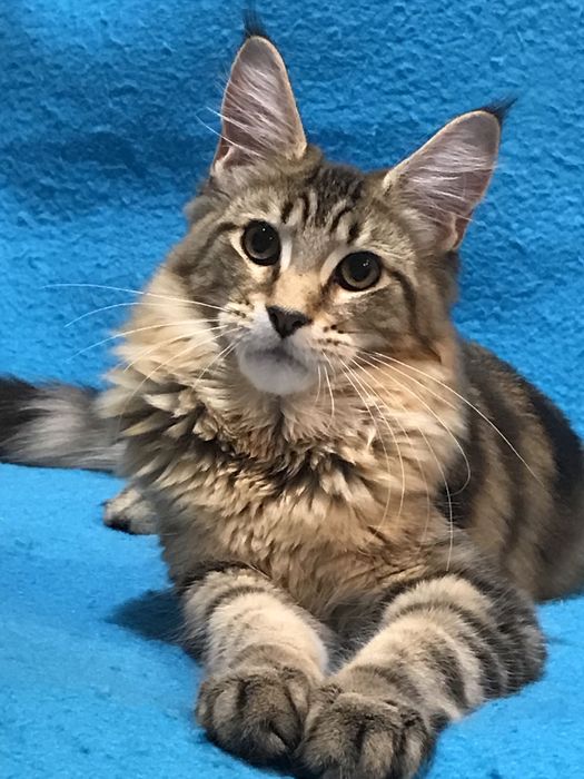 Дівчинка чорний мармуровий