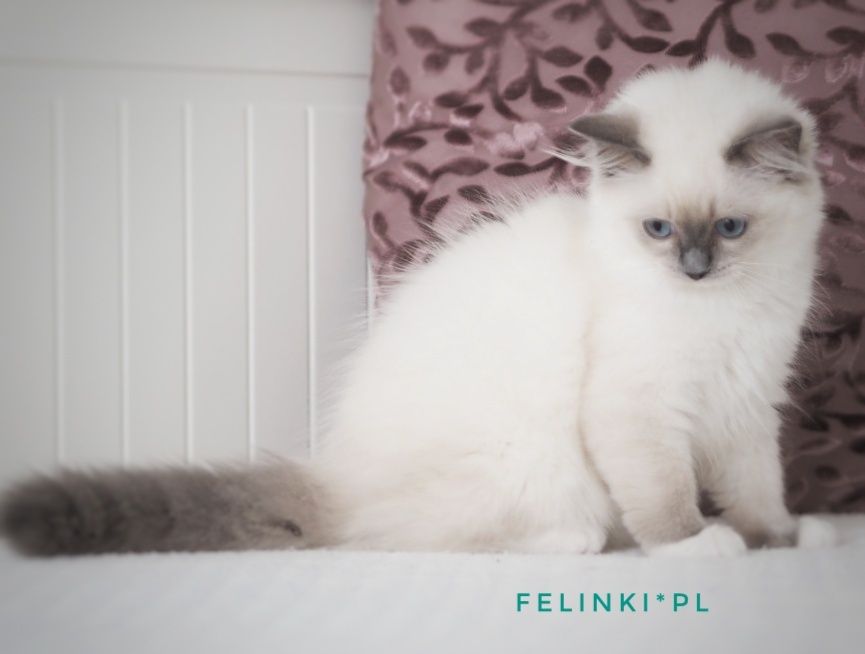 RAGDOLL cudna kotka do hodowli