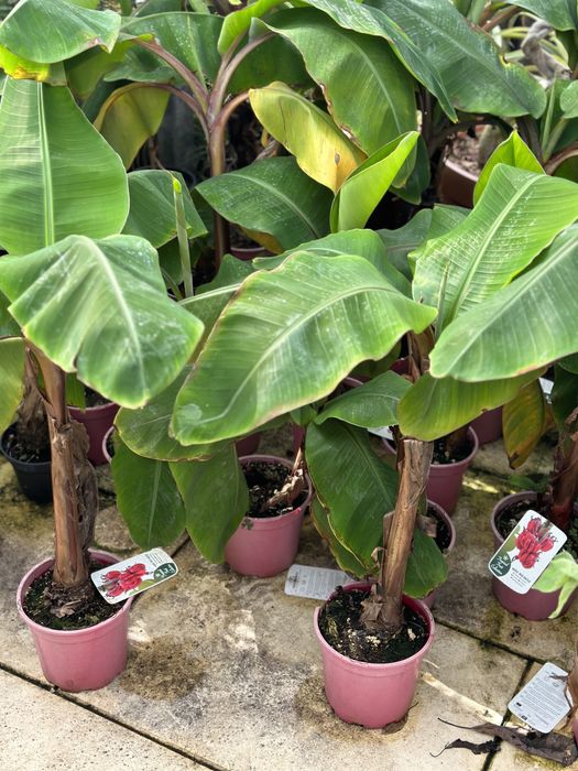 Bananeira Musa Red Dacca ou Banana Vermelha - RARA