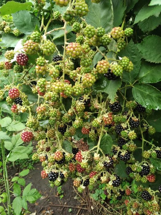 Продам саженцы ежевики разных сортов