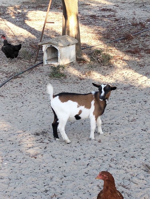 Cabrito anão macho