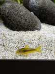 Peixes corydora agua quente