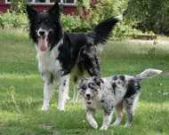 Border Collie szczenię trikolor, suczka, 13 tyg