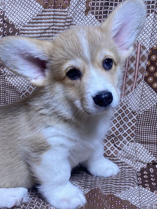 Вельш-корги пемброк (мальчики и девочки)