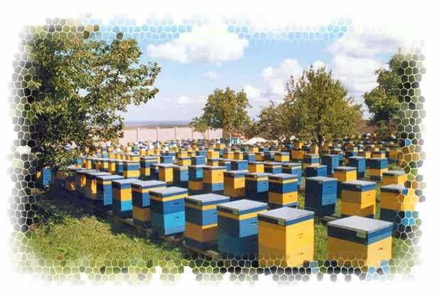 Бджолопакети 2023