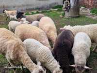 Owce jagnięta owca baranek