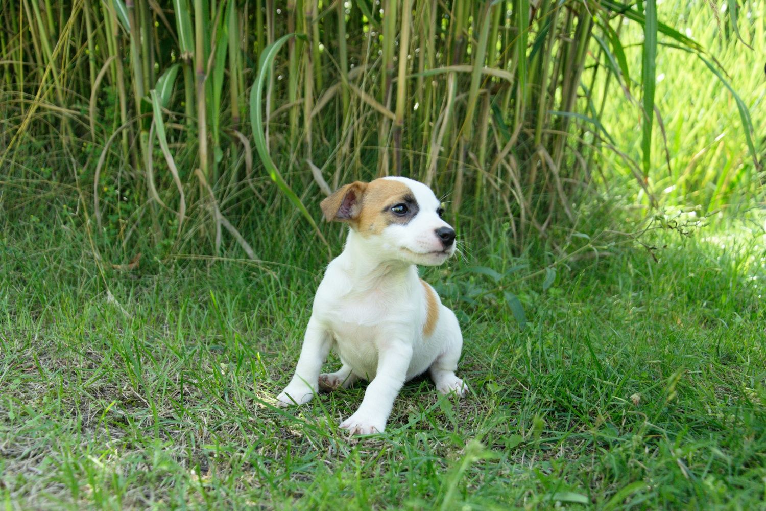 Jack Russell terrier suczka gotowa do odbioru