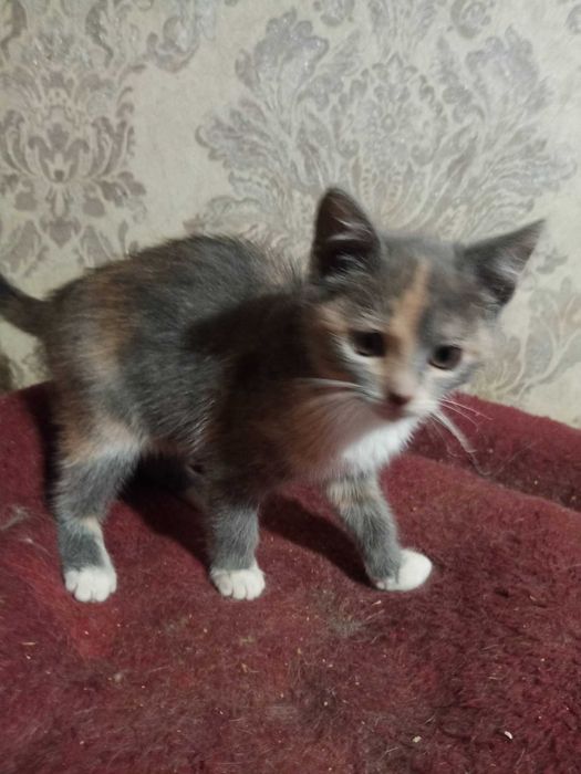 Котеня в добрі руки