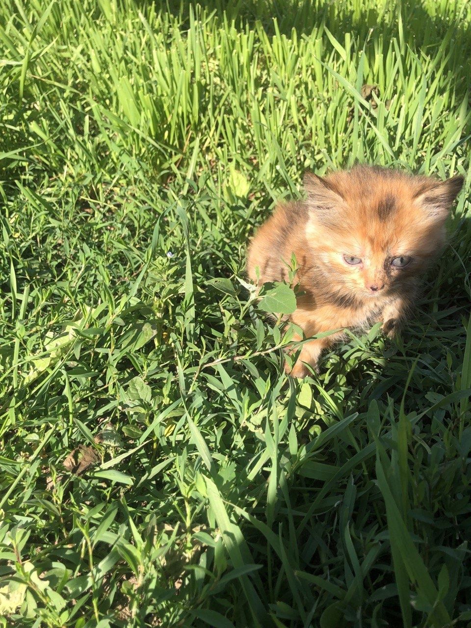 Котики в добрі руки