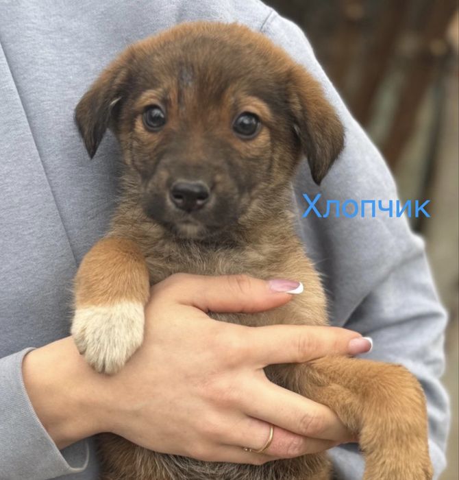 Цуценята хлопчики шукають дім
