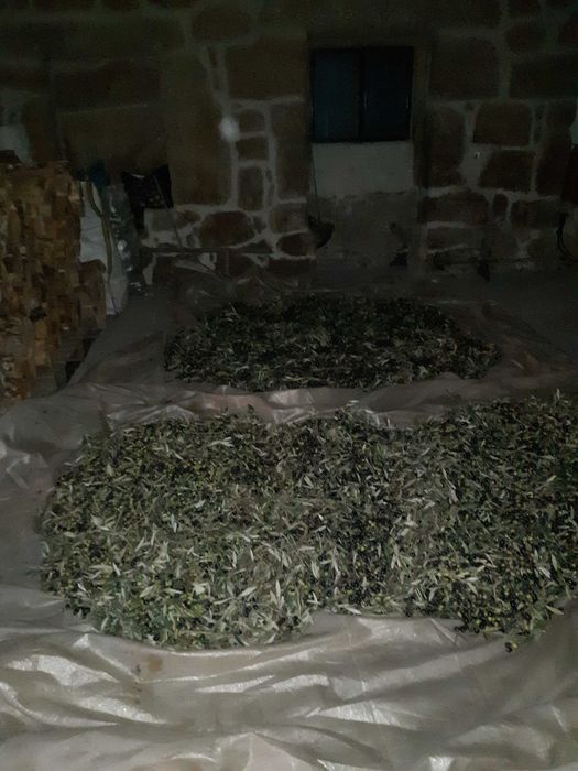 Azeite de colheita 2025