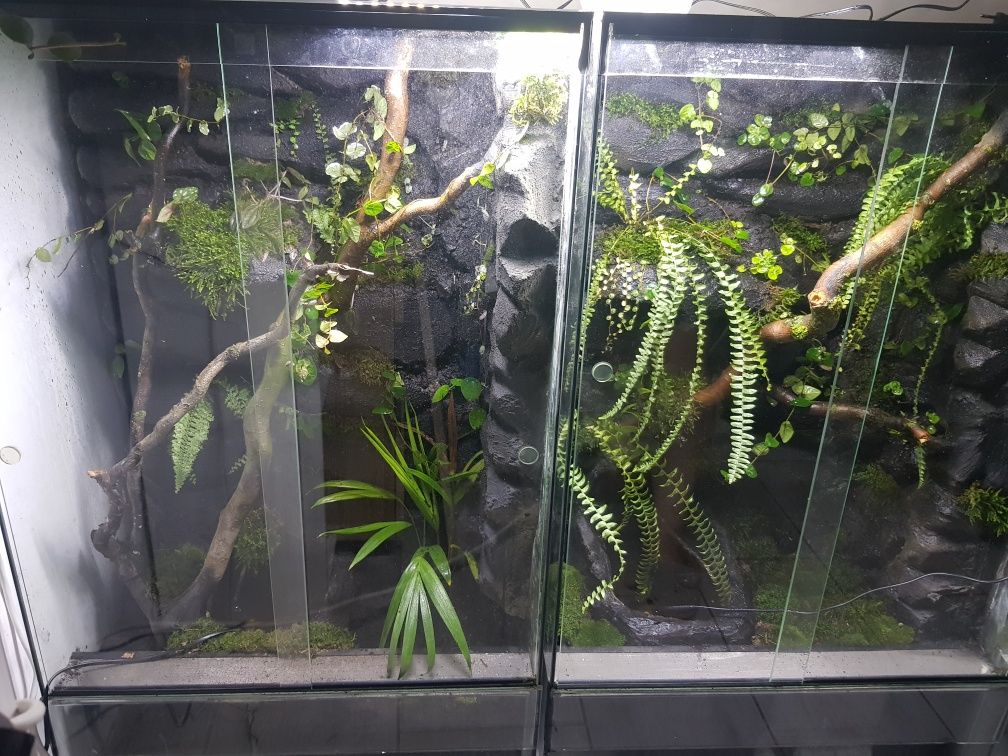 Terrarium 60x40x100cm bioaktywne tropikalne paludarium vivarium