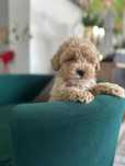 Maltipoo  F1 tata pudel toy z badaniami genetycznymi