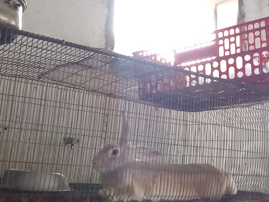 Ótimo coelhos grandes