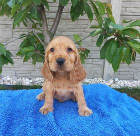 Cocker Spaniel Angielski