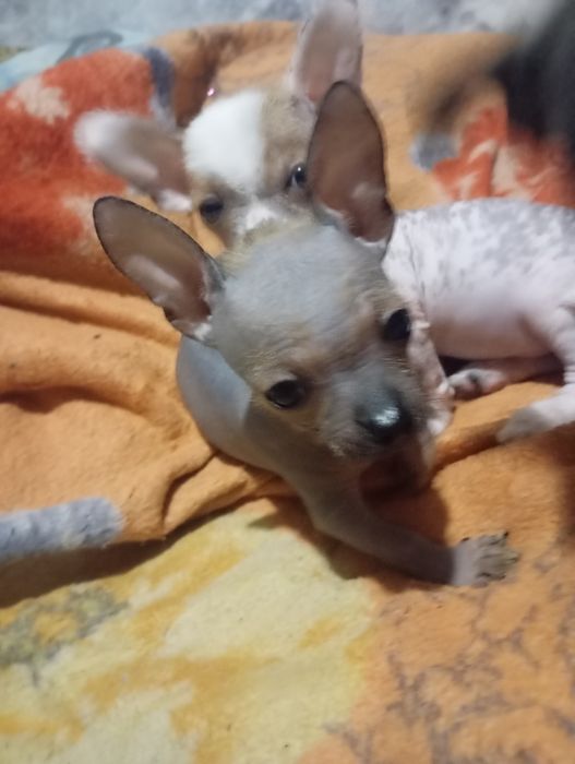 Щенок китайськой хохлатой міні