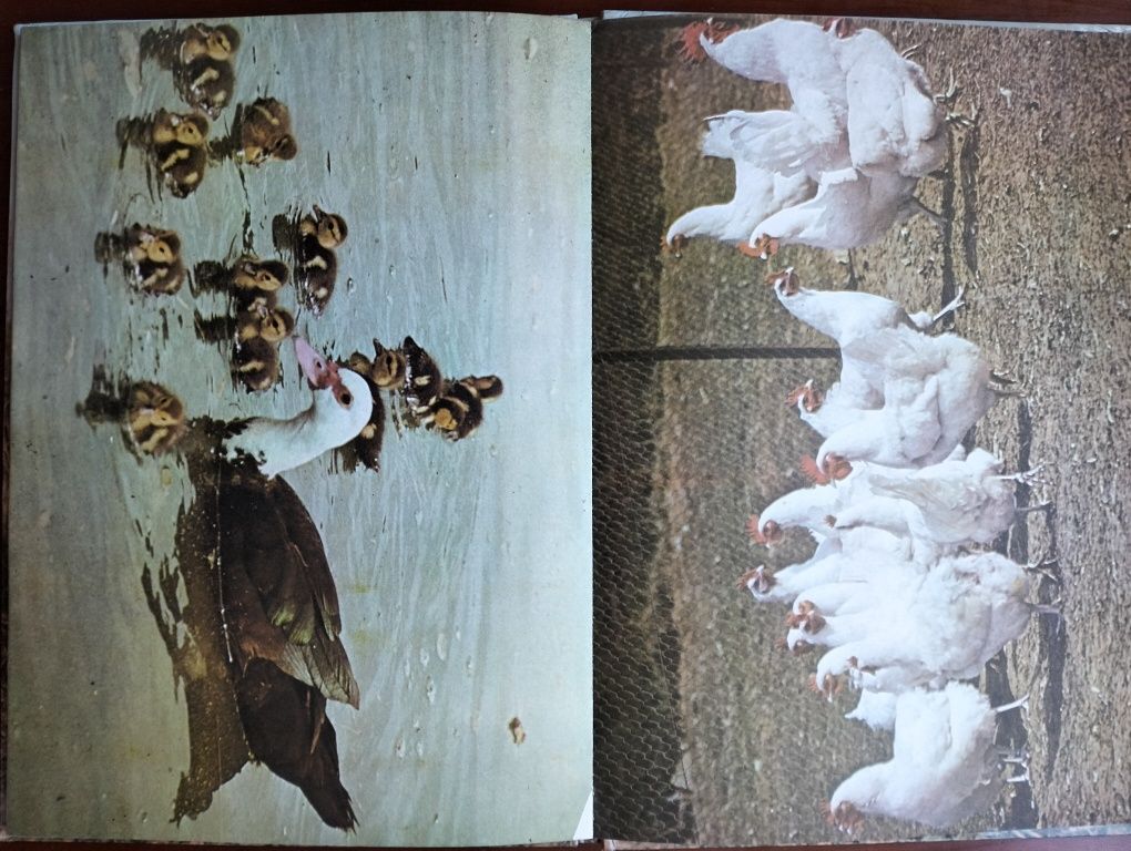 Livro O Mundo Maravilhoso dos Animais